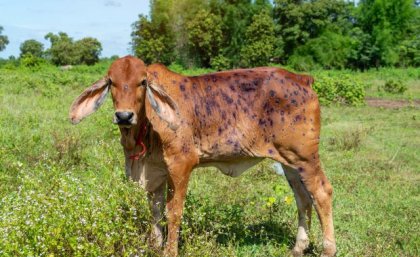 cow with lumpy skin disease symptoms in a green field